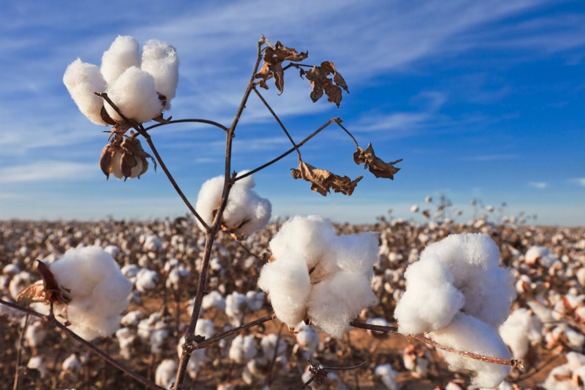 Cotton in field ready for harvest. (Getty Images)