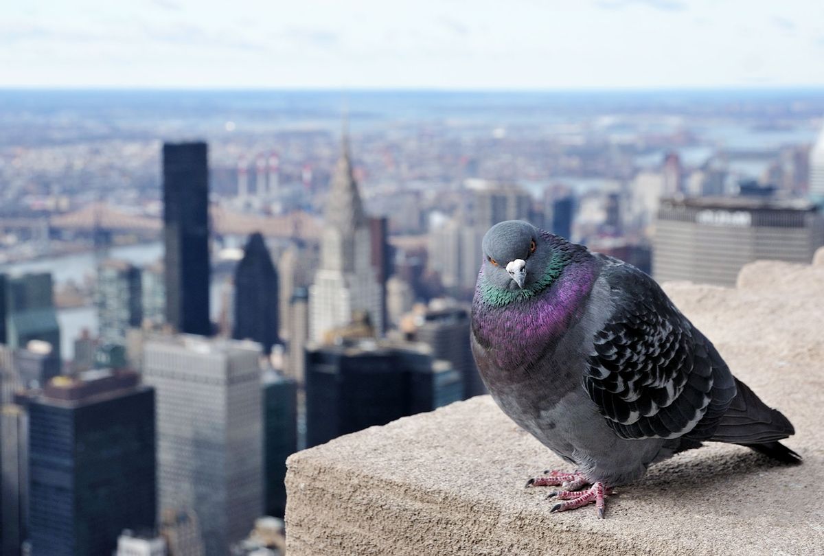 On the top of the Empire State Building, a pigeon contemplate NYC (Getty Images)