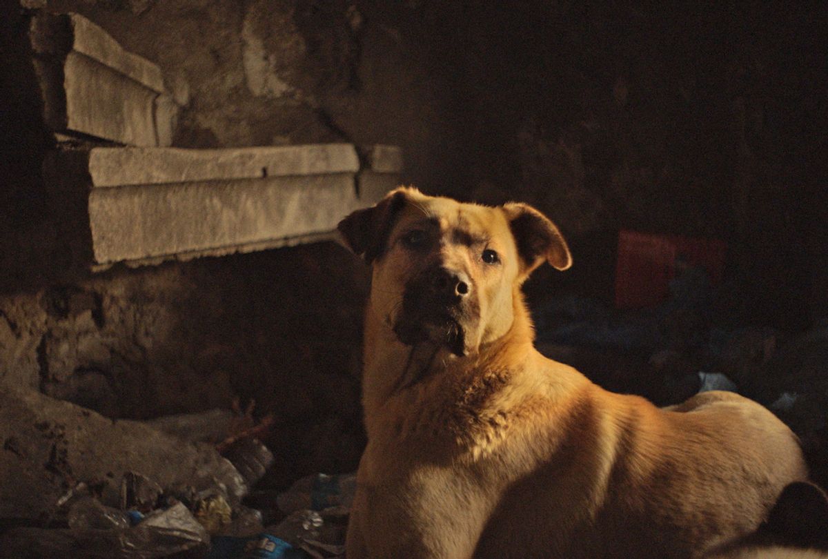Zeytin finds shelter in an abandoned building along the Bosphorousin Istanbul, Turkey in "Stray" (Magnolia Pictures)