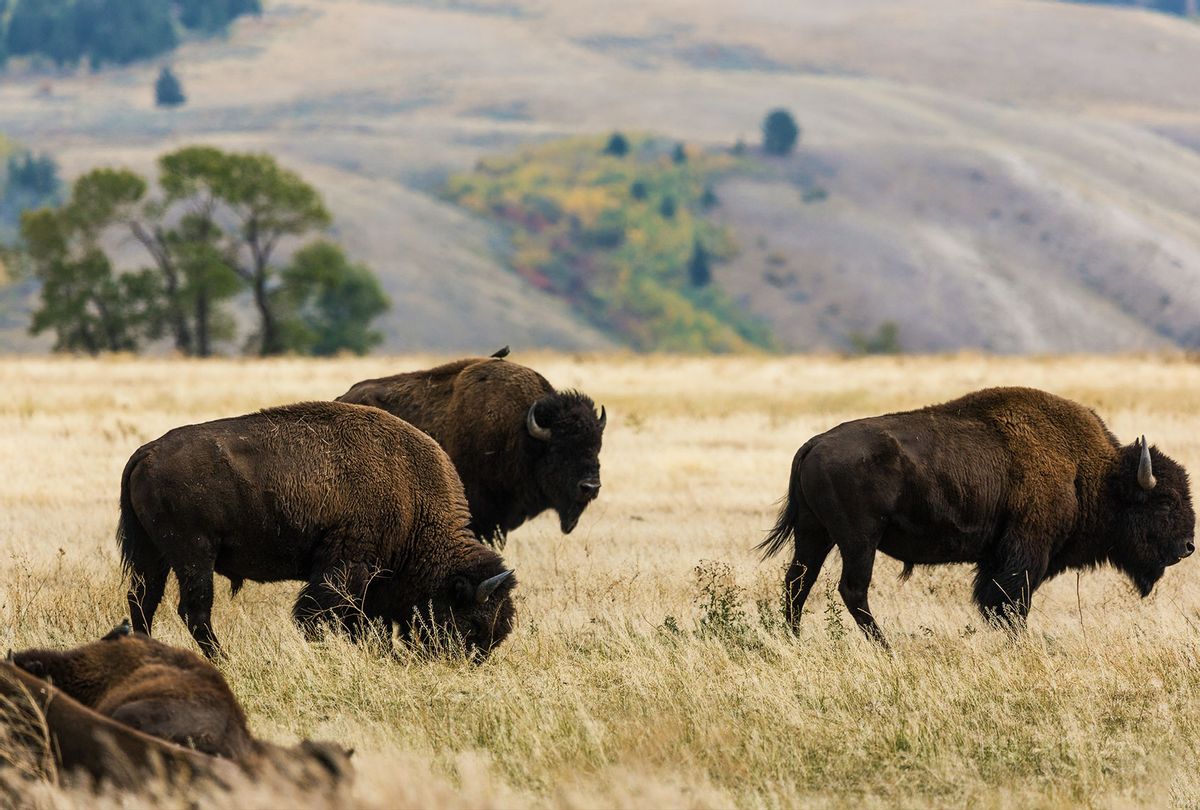 A herd of Plains Bison or buffalo grazing in Grand Teton Natonal Park in Wyoming, USA. (Jon G. Fuller/VWPics/Universal Images Group via Getty Images)