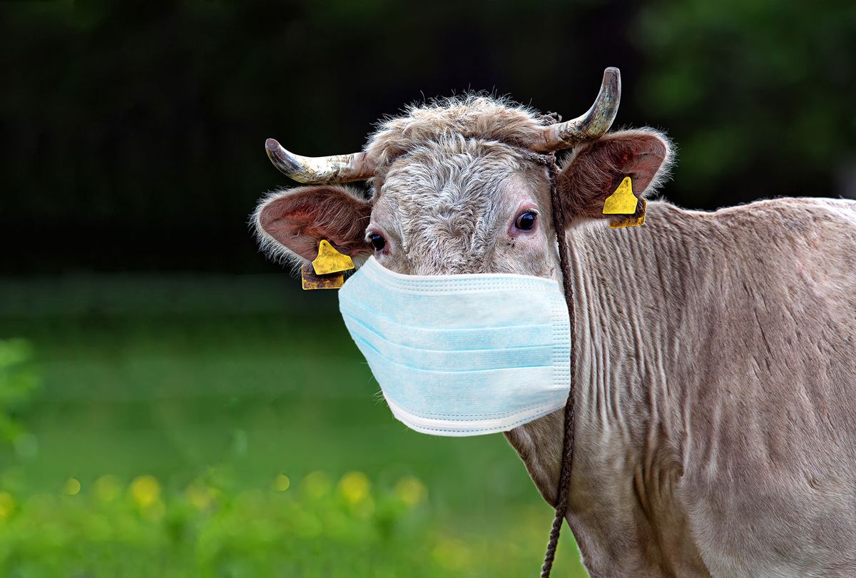 Cow in a clearing in a medical mask (Getty Images)