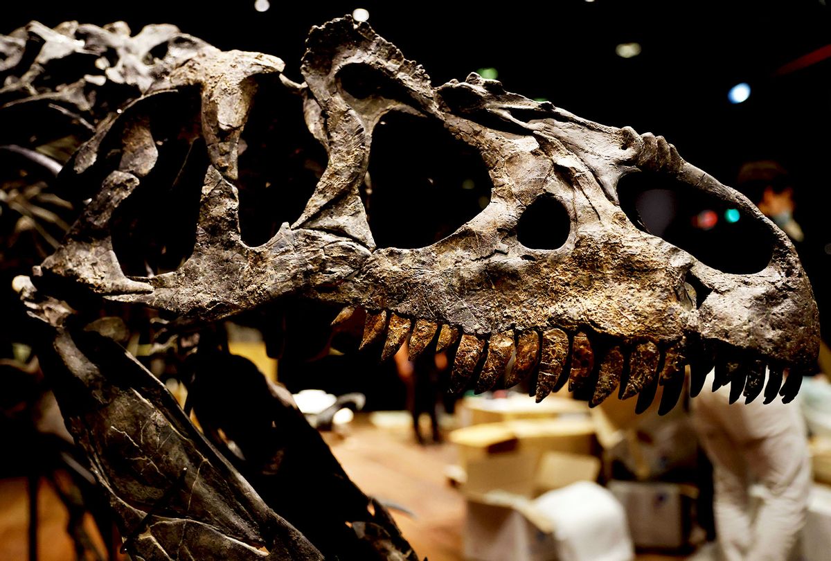 The skull and jaw of an Allosaurus skeleton is displayed at the Drouot auction house, in Paris on October 9, 2020 (THOMAS COEX/AFP via Getty Images)