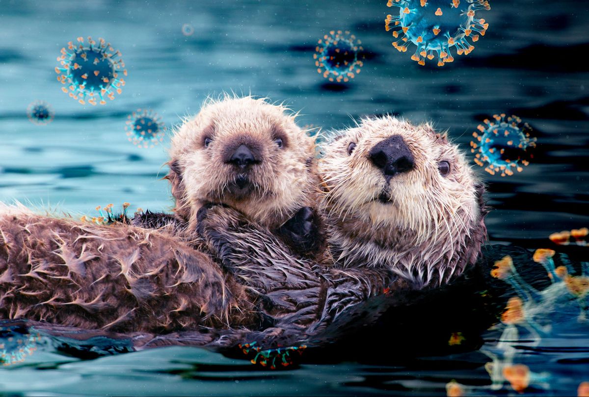 Otters | COVID-19 (Photo illustration by Salon/Getty Images)