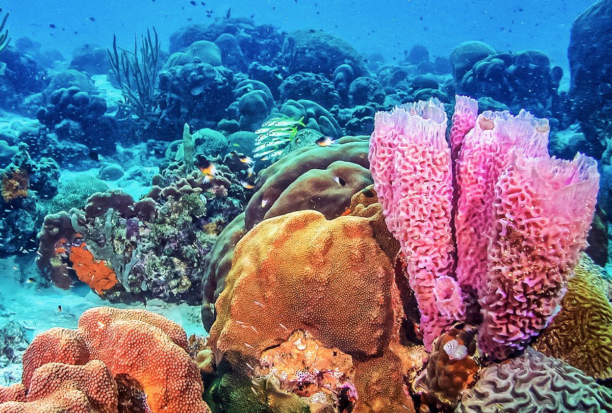 Demosponges in a coral reef in the Caribbean Sea (Getty Images)
