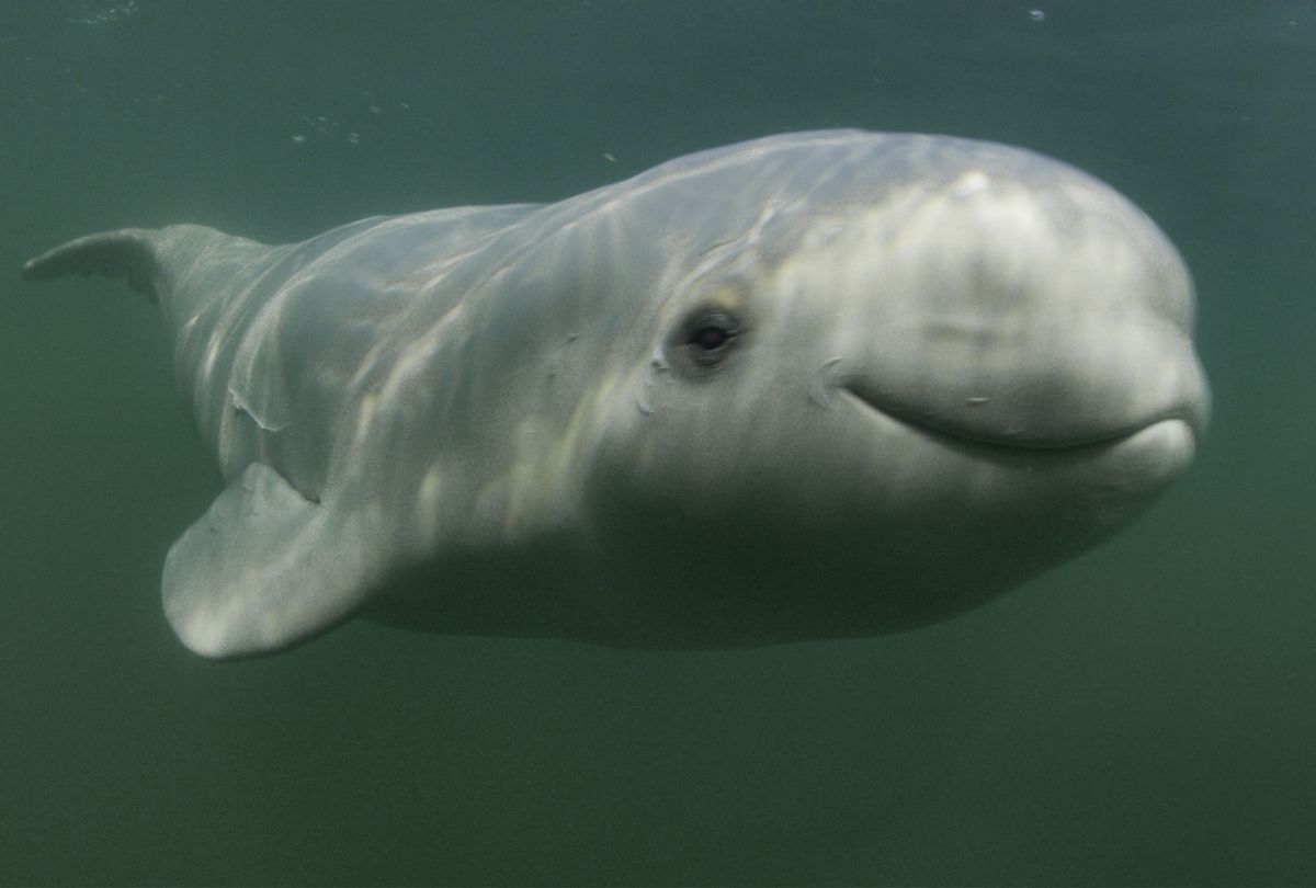 A beluga whale in "Secrets of the Whales" (Disney+/ Peter Kragh)