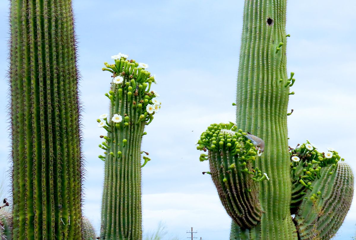 Saguaro cactus blooming flowers (Margaret Kurzius-Spencer)