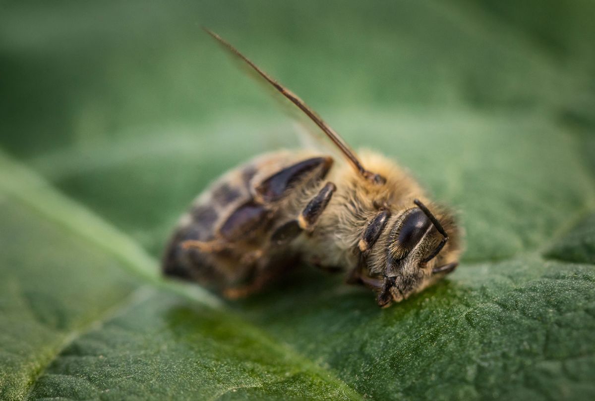 Macro image of a dead bee on a leaf (Getty Images)