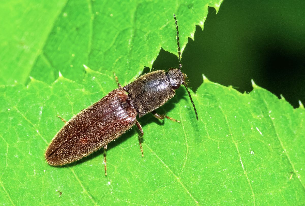 Click Beetle (Getty Images)