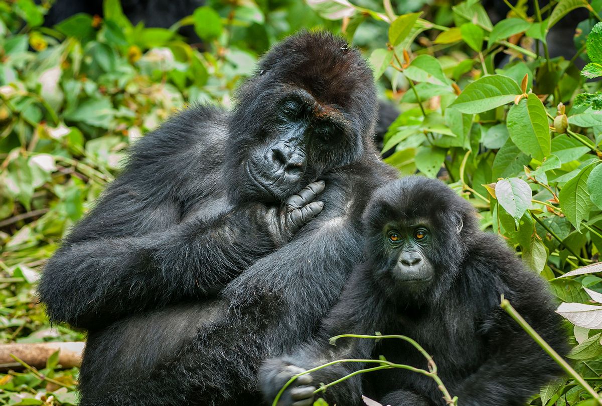 Mother and son Eastern Lowland Gorilla, Congo (Getty Images)
