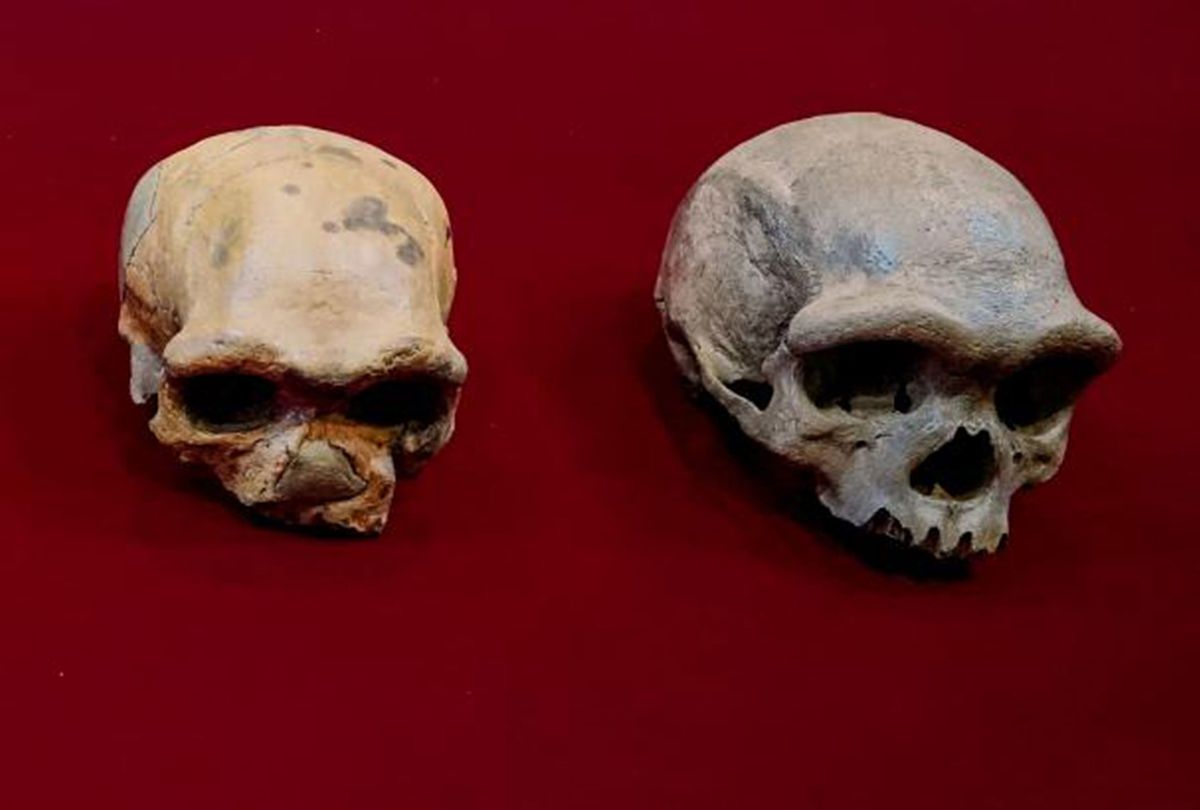 Comparison of craniums, with the Harbin "Dragon Man" skull on the right. (Kai Geng)