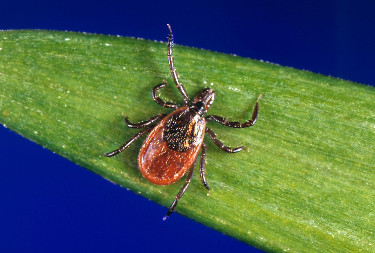 It's not just your imagination â€” ticks are out of control this year - Salon