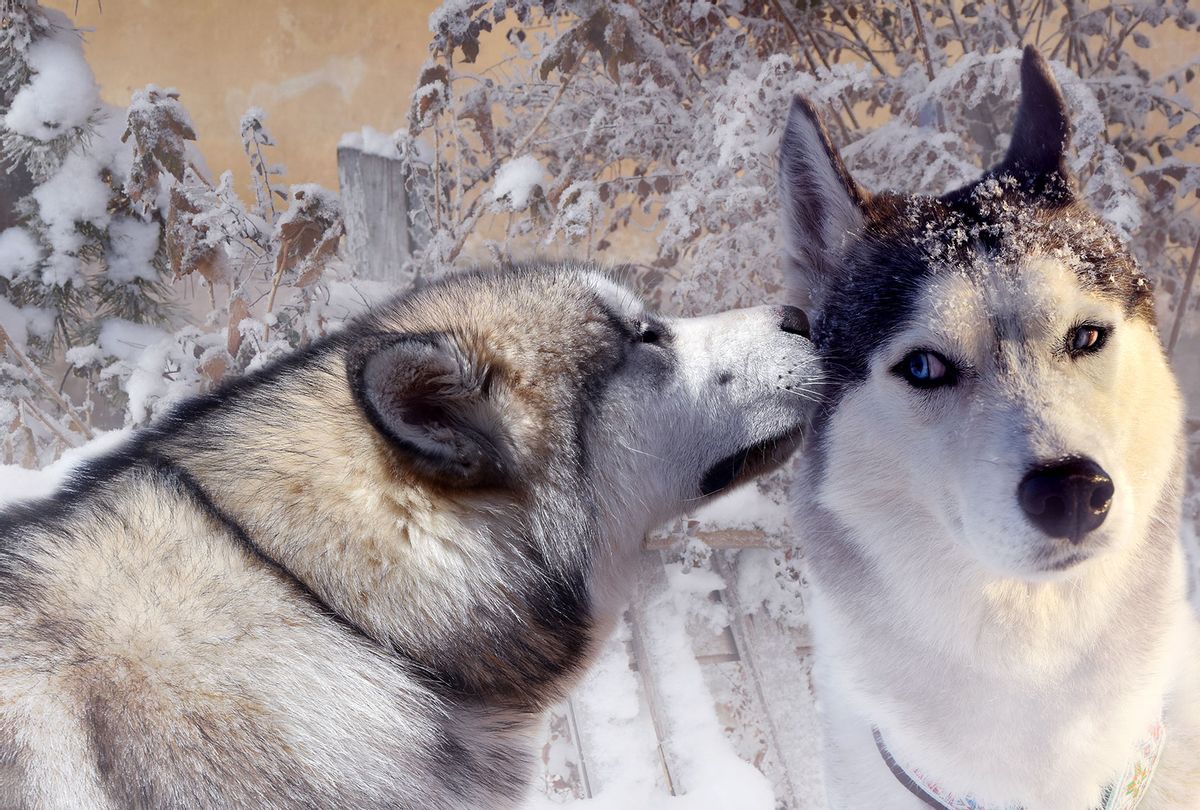 Your dog has a rich interior life it’s not telling you about