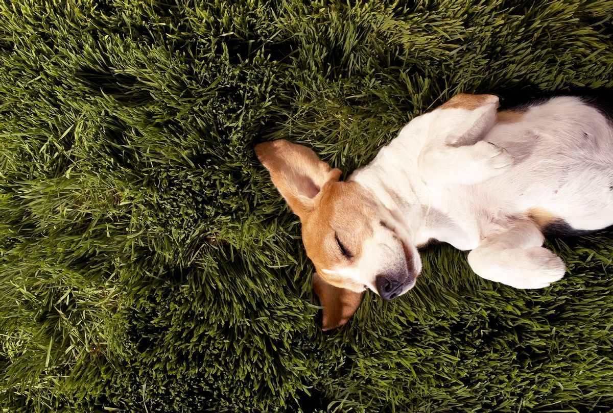 Dog in lying in grass sleeping (Photo illustration/Michael Cogliantry)