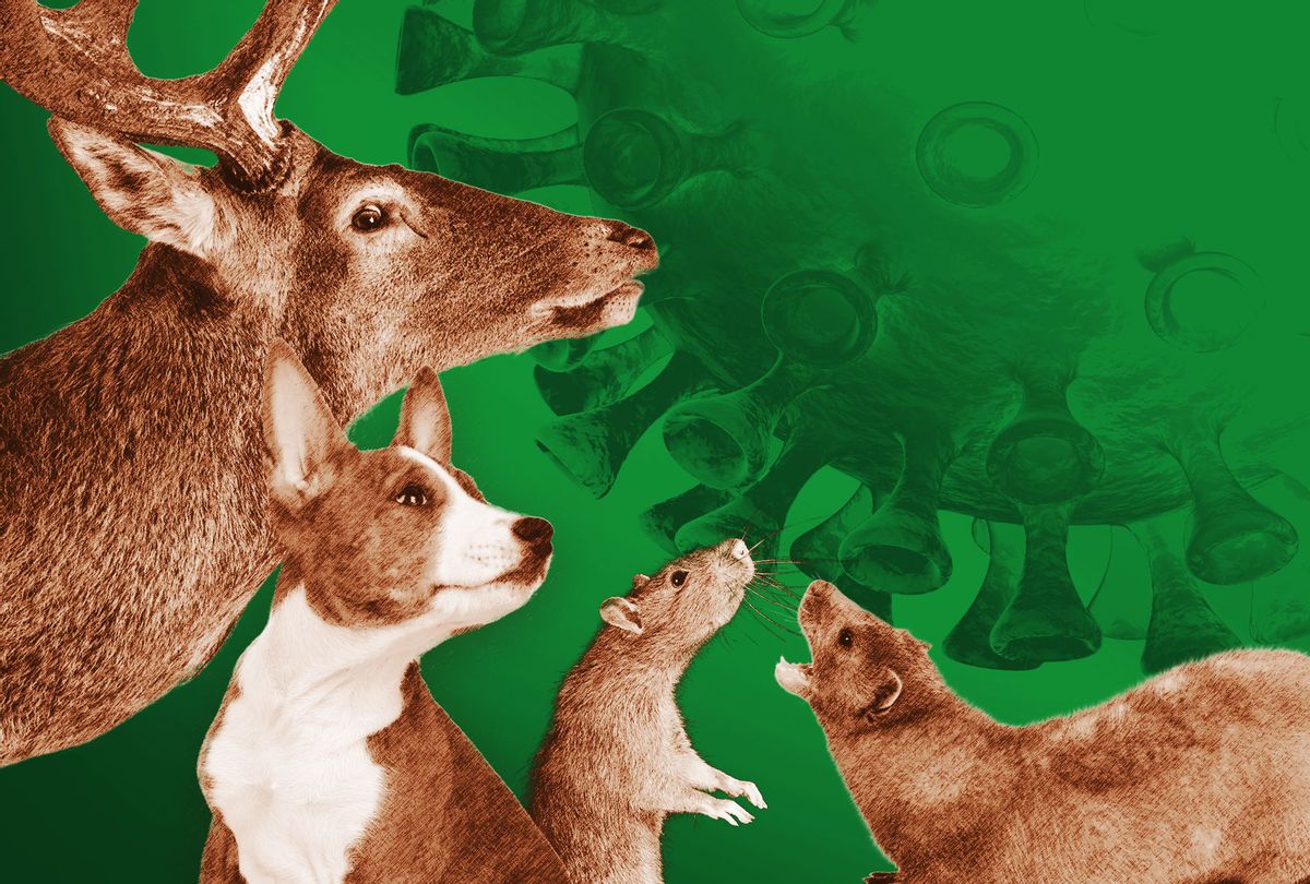 From deer and dogs to rats and mink, COVID-19 has spread to the animal  world 