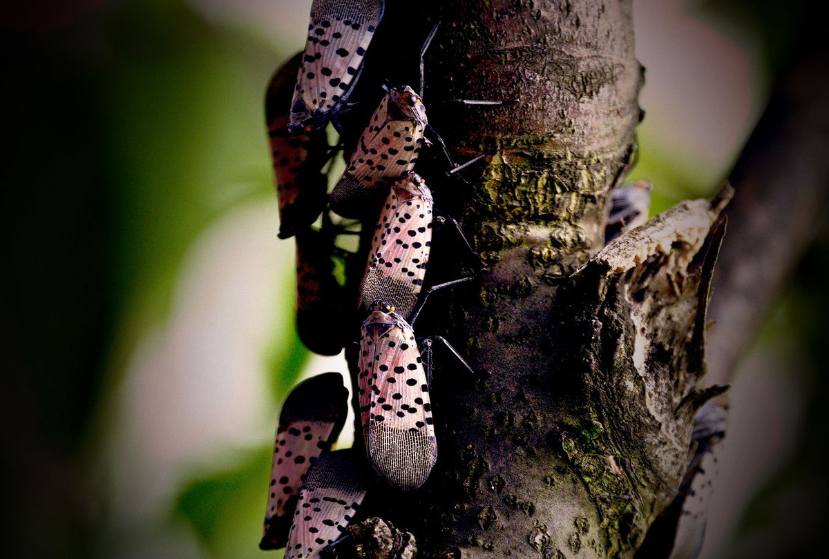 Spotted Lanternfly colonizes trees along a pathway on the banks of the Green Lane Reservoir, in Berks County, PA on September 16, 2018. A large number of Spotted lanternfly (Lycorma delicatula) found in area has the Pennsylvania Department of Agriculture install a quarantine to reduce the further spread of the for United States invasive species. The life cycle of the planthopper starts in September when eggs are laid and the insect reaches adulthood between July and December. (Bastiaan Slabbers/NurPhoto via Getty Images)