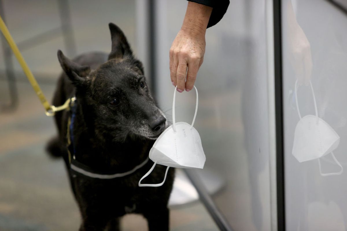 MIAMI, FLORIDA - SEPTEMBER 08: One Betta, a Dutch Shepherd, sniffs a mask for the scent of COVID-19 at Miami International Airport on September 08, 2021 in Miami, Florida. 
 (Photo by Joe Raedle/Getty Images)