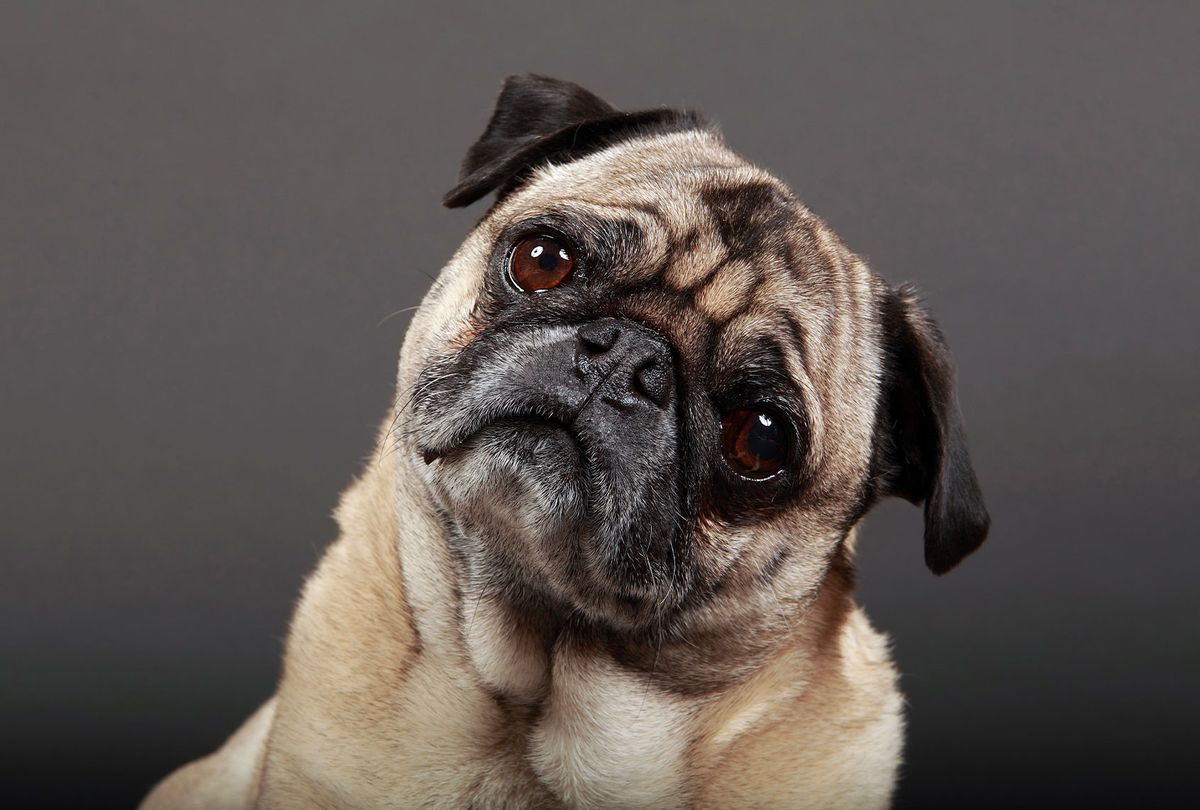 wrinkled face dog