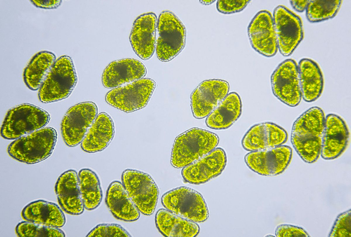 Photomicrograph of algae (Getty Images/NNehring)