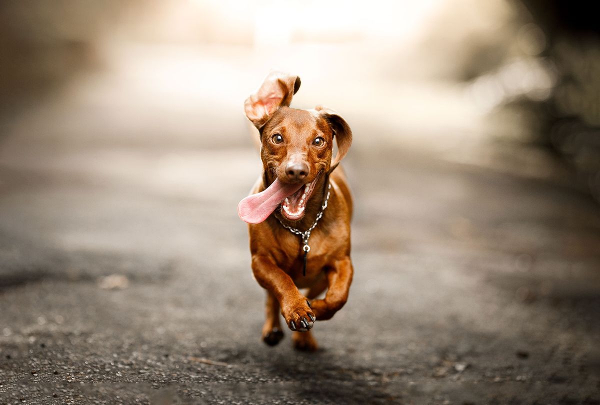 Cute dog running outside (Getty Images/Capuski)