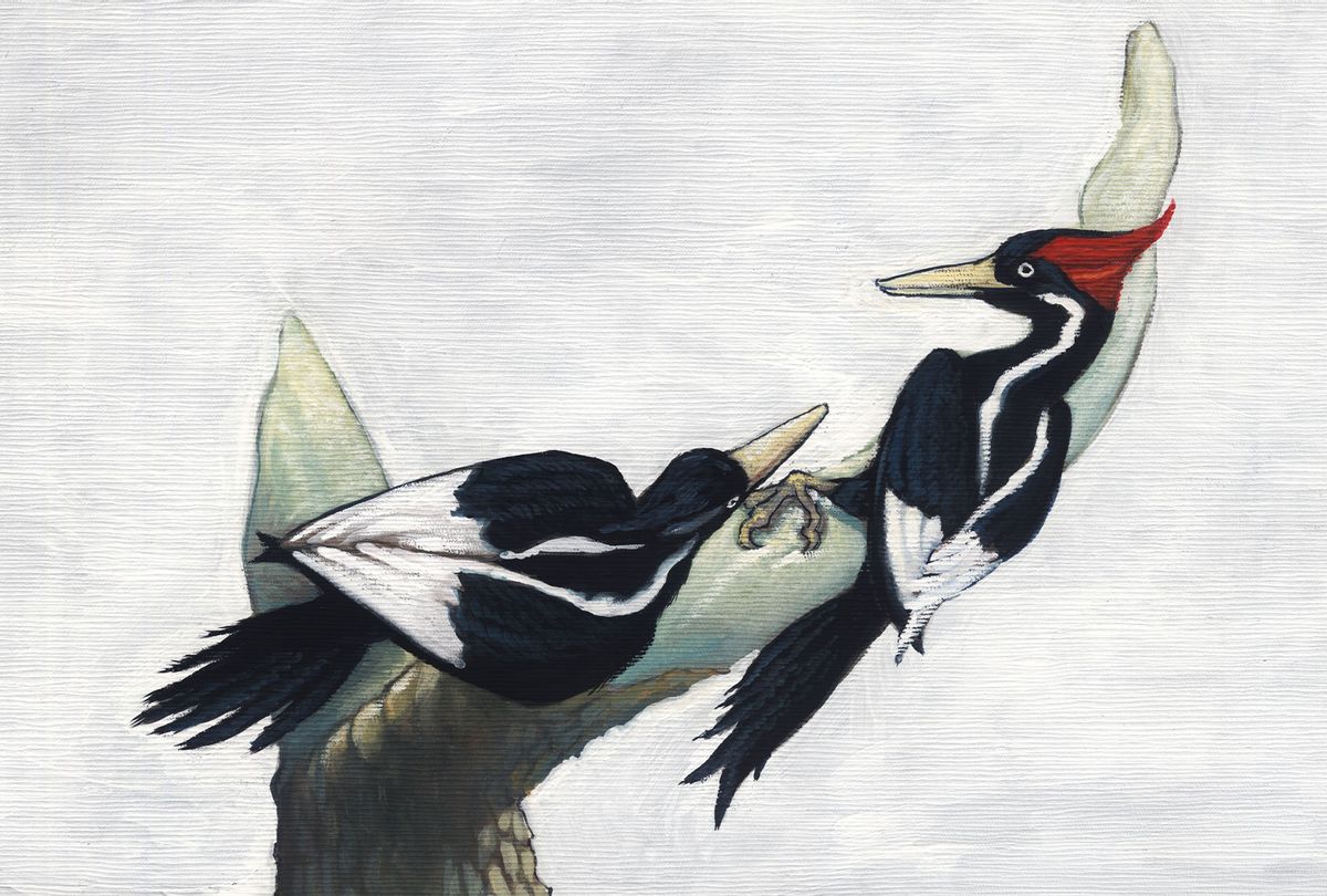 An illustration of two ivory billed wood pecker (Getty Images/Imagezoo)