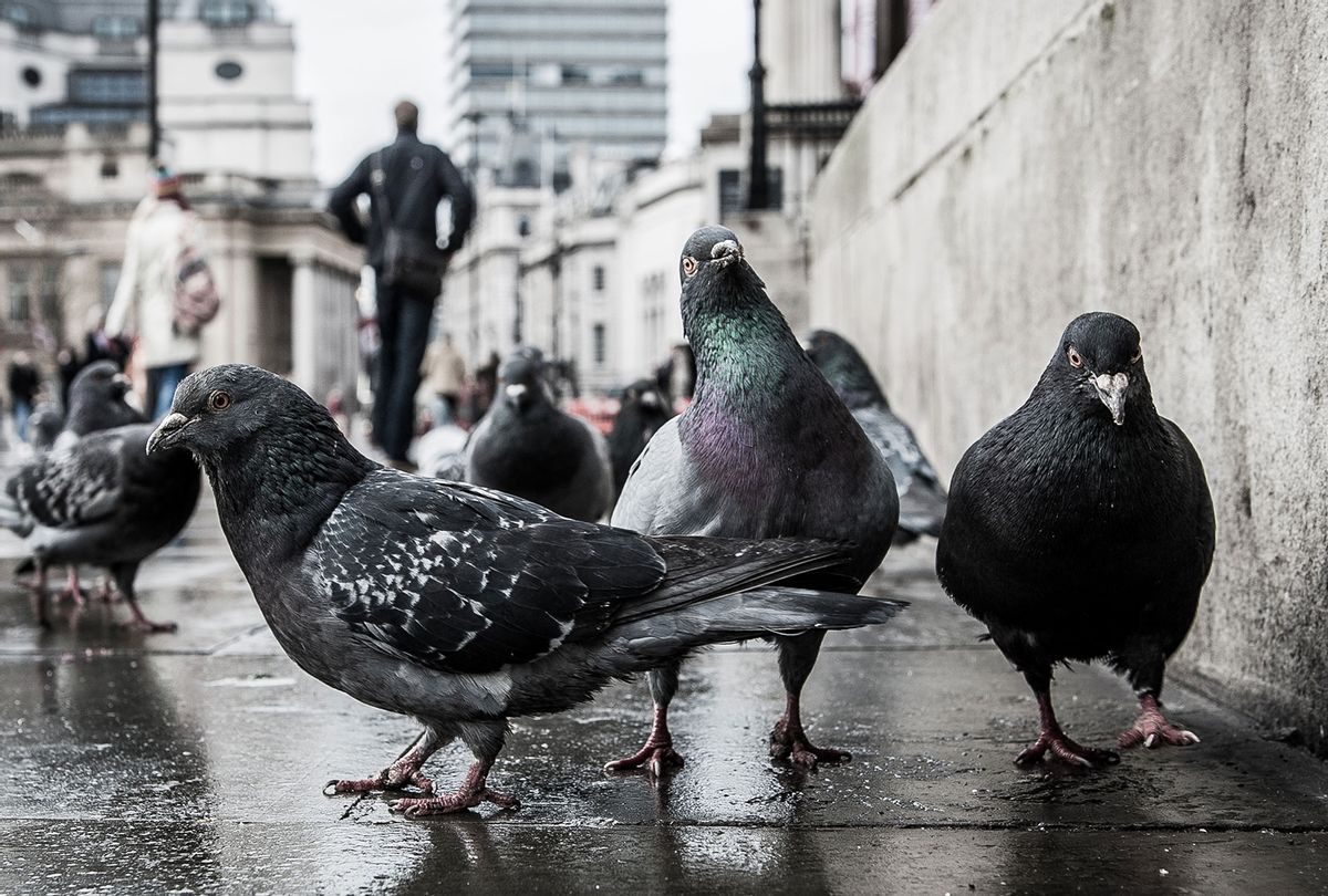 Pigeons (Iain Blake)