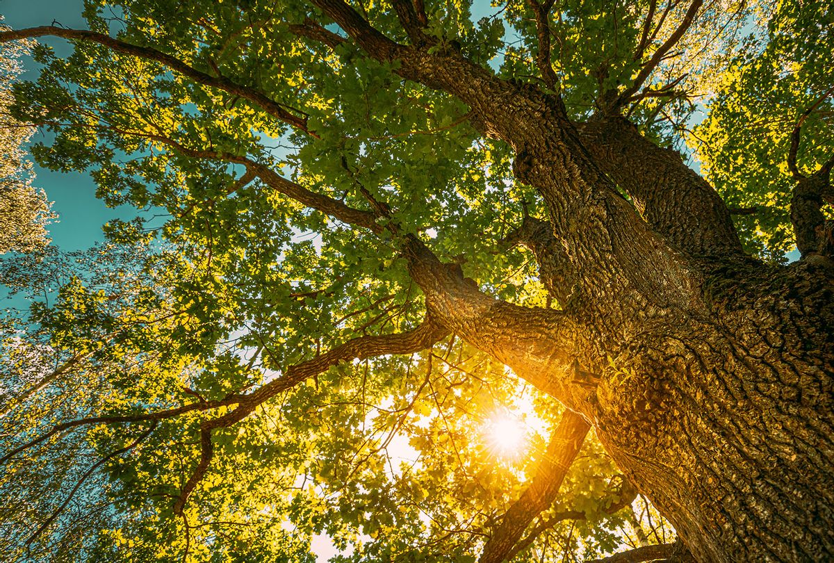 Sun Shining Through Oak Tree Branches (Getty Images/bruev)