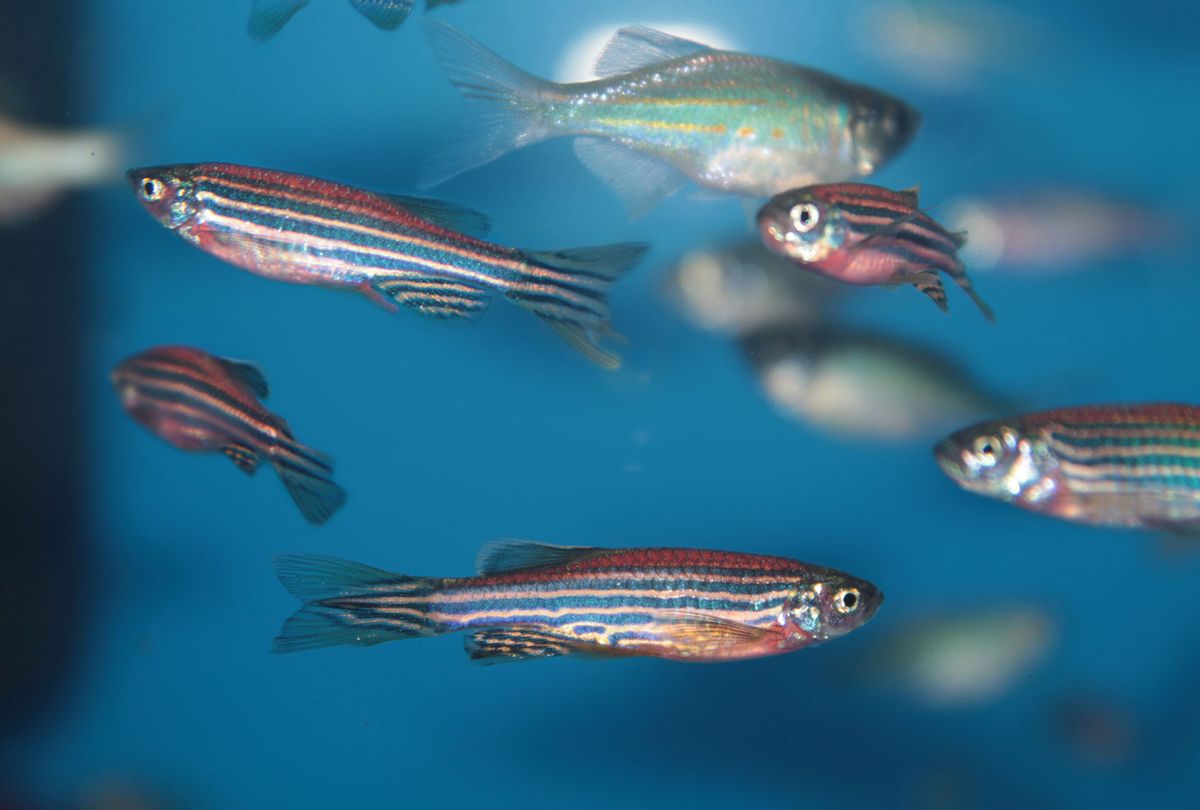 Zebrafish (Getty Images/kazakovmaksim)