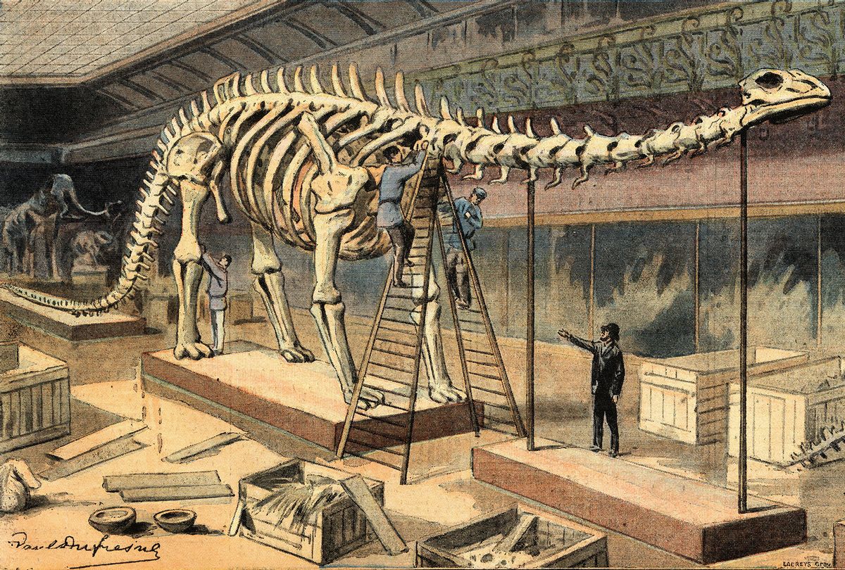 Diplodocus fossil, at the Natural History Museum, in Paris, Illustration from French newspaper Le Petit Parisien, May 10, 1908, Private Collection. (Leemage/Universal Images Group via Getty Images)