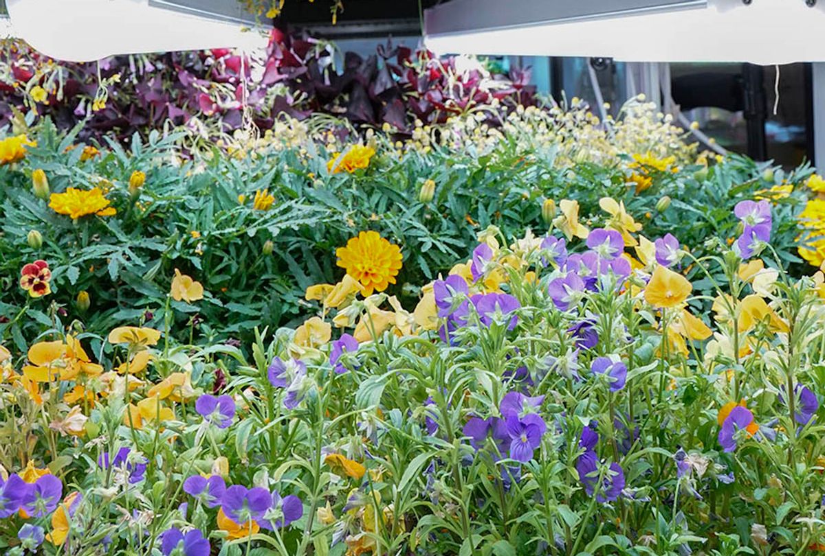 Caption: Flowers in the hydroponic garden at ICE. (Photo courtesy of the Institute of Culinary Education)