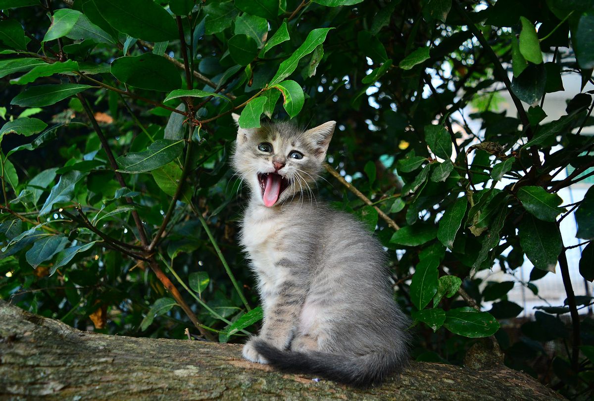 Cat (Getty Images/Giorgos Stamatelos)