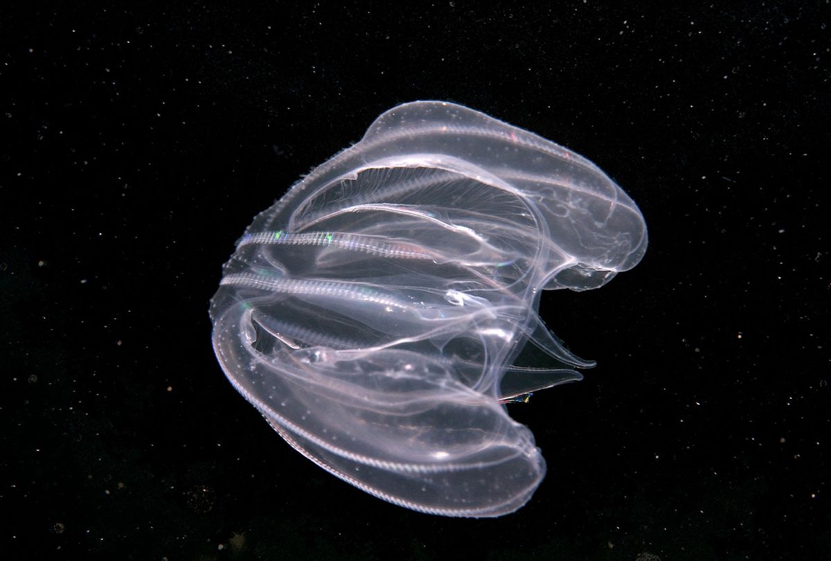 Warty Comb Jelly (Mnemiopsis leidyi) (Getty Images/Andrey Nekrasov)