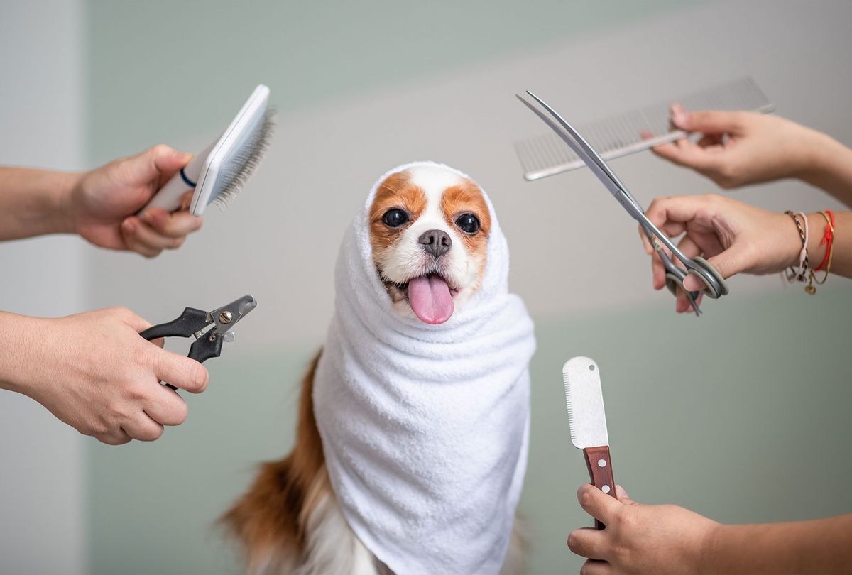 Cavalier King Charles Spaniel dog grooming session (Getty Images/Edwin Tan)