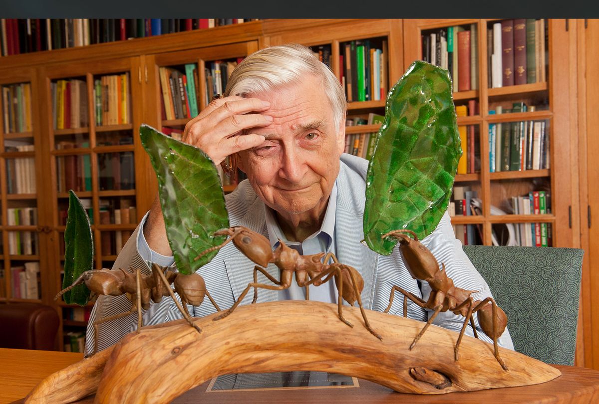 Harvard University Professor E.O. Wilson in his office at Harvard University in Cambridge, MA. USA. Professor Wilson is a biologist, researcher, theorist, naturalist and author. He is considered to be the world's leading authority on the study of ants. (Rick Friedman/Corbis via Getty Images)