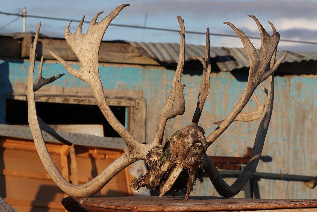 The skull of a caribou is seen outside a home in Kivalina, Alaska. Hunters in the village have seen the migration patterns of fish, caribou, seal and whale that they need for the long winter months change due to the warming weather.  (Joe Raedle/Getty Images)