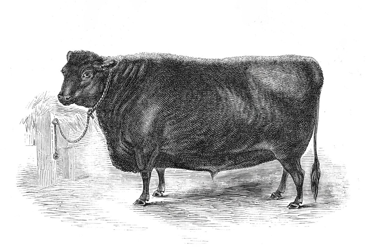 Prince Albert's Angus polled ox, 1844. Exhibit at the Smithfield Club Christmas Cattle Show in London (The Print Collector/Heritage Images via Getty Images)