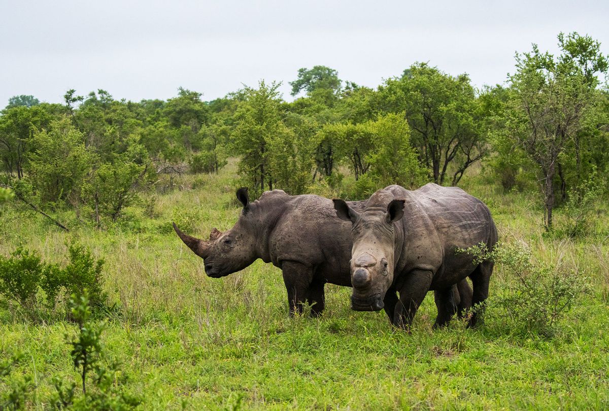 White rhinoceroses or square-lipped rhinoceros (Ceratotherium simum), one dehorned to protect it from poaching, in the Manyeleti Reserve in the Kruger Private Reserves area in the Northeast of South Africa. (Wolfgang Kaehler/LightRocket via Getty Images)
