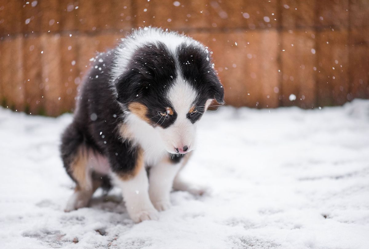 Lonely Australian shepherd puppy freezing on the street while snowing (Getty Images/fotostok_pdv)