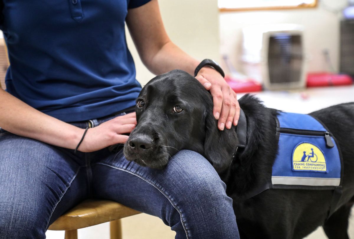 Medford, N.Y.: Instructors at the Northeast regional headquarters of Canine Companions for Independence in Medford, New York, train dogs to work with veterans who are struggling with PTSD. One of those dogs, Boise, a Labrador-Golden Retriever mix, is shown here resting his chin on the lap of instructor Leah Jacobson during a demonstration where she signaled that she was in a a state of anxiety by shaking her leg. Boise responded to the shaking by putting his chin on her lap in an effort to calm her.\ (John Paraksevas/Newsday RM via Getty Images)