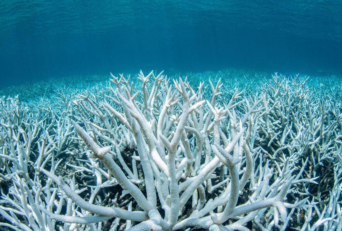 A field of stag-horn coral bleached white on the Great Barrier Reef (Getty Images/Brett Monroe Garner)