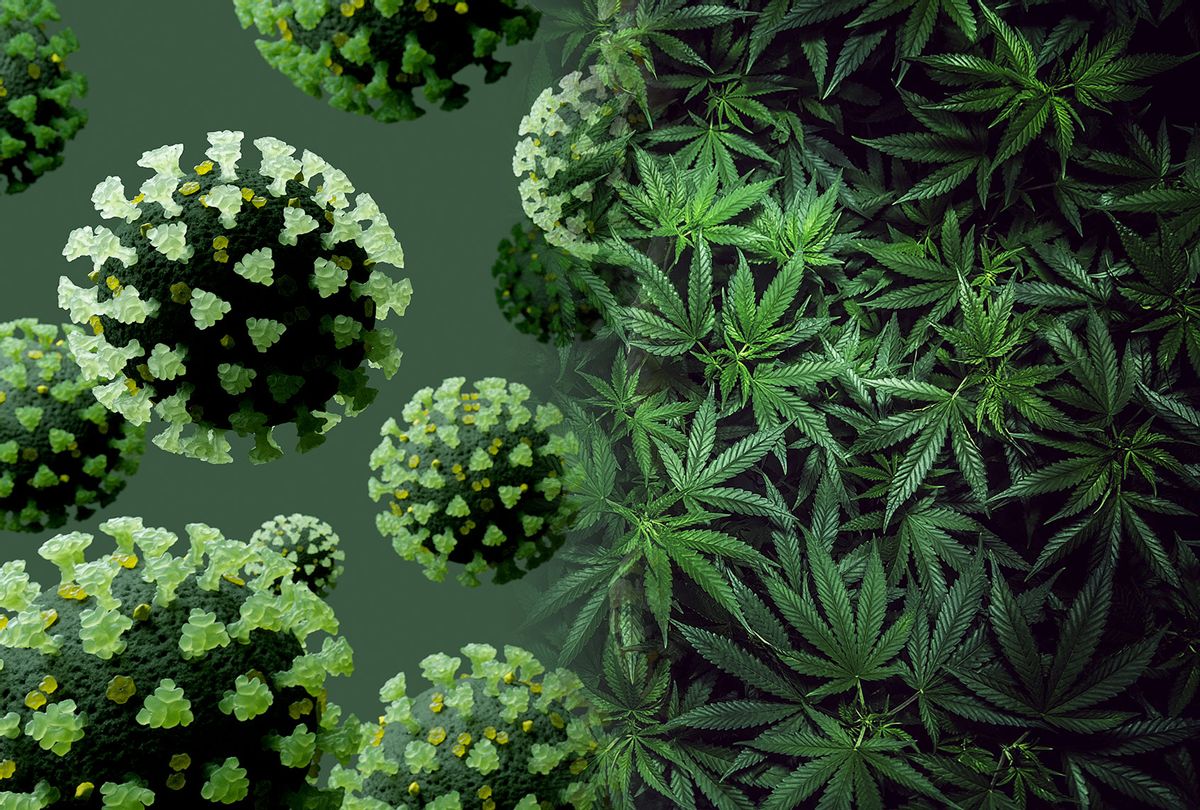 COVID-19 Spores and Marijuana (Photo illustration by Salon/Getty Images)
