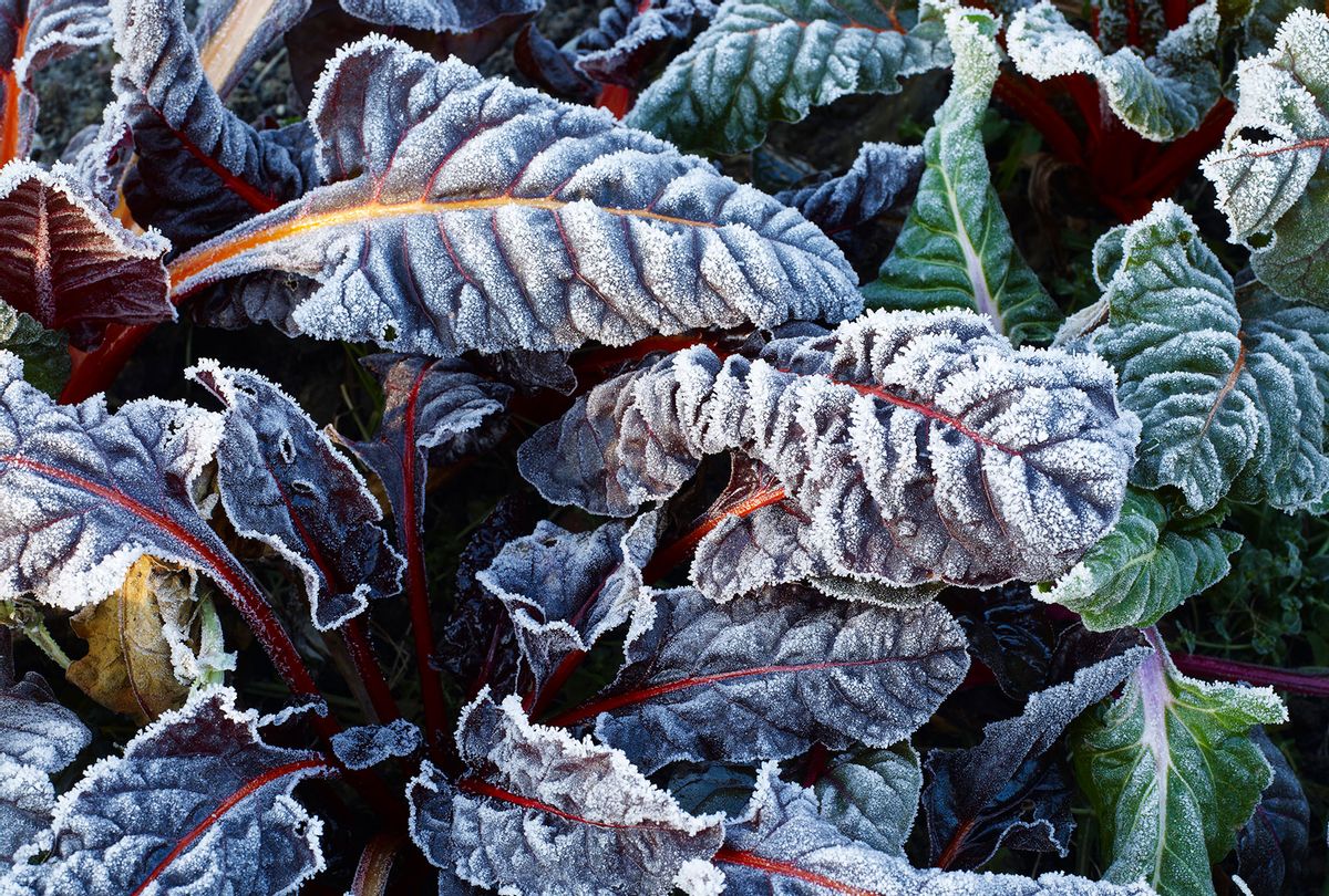 Frost on chard leaves in winter (Getty Images/William Turner)