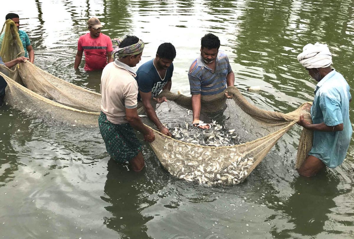 Farmers examine their catch from a human-made fish pond. On Kollerlu Lake, ponds such as this were once limited to the shoreline and shallows. (Monika Mondal / Undark)
