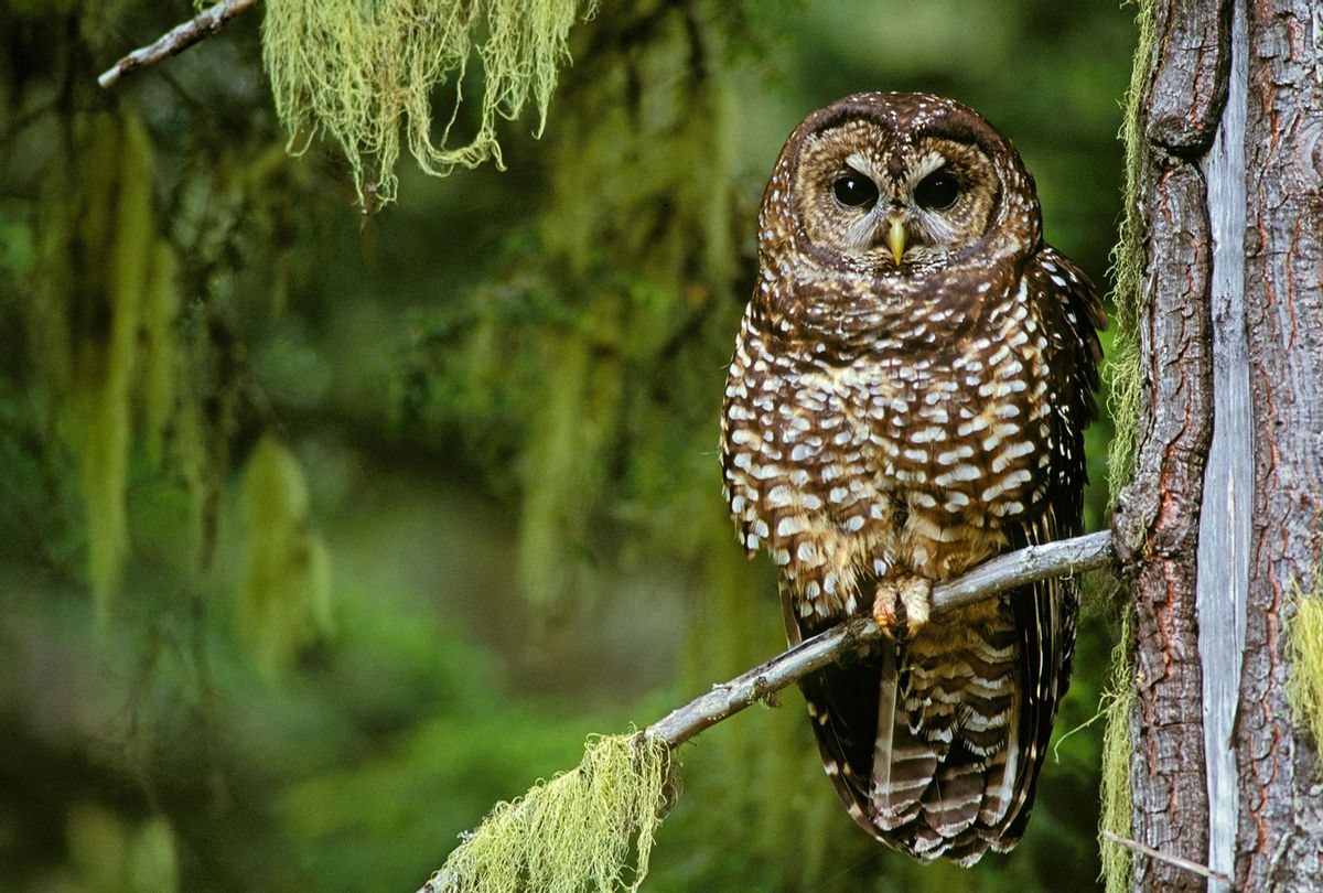 Northern Spotted Owl (Getty Images/Greg Vaughn/VWPics)