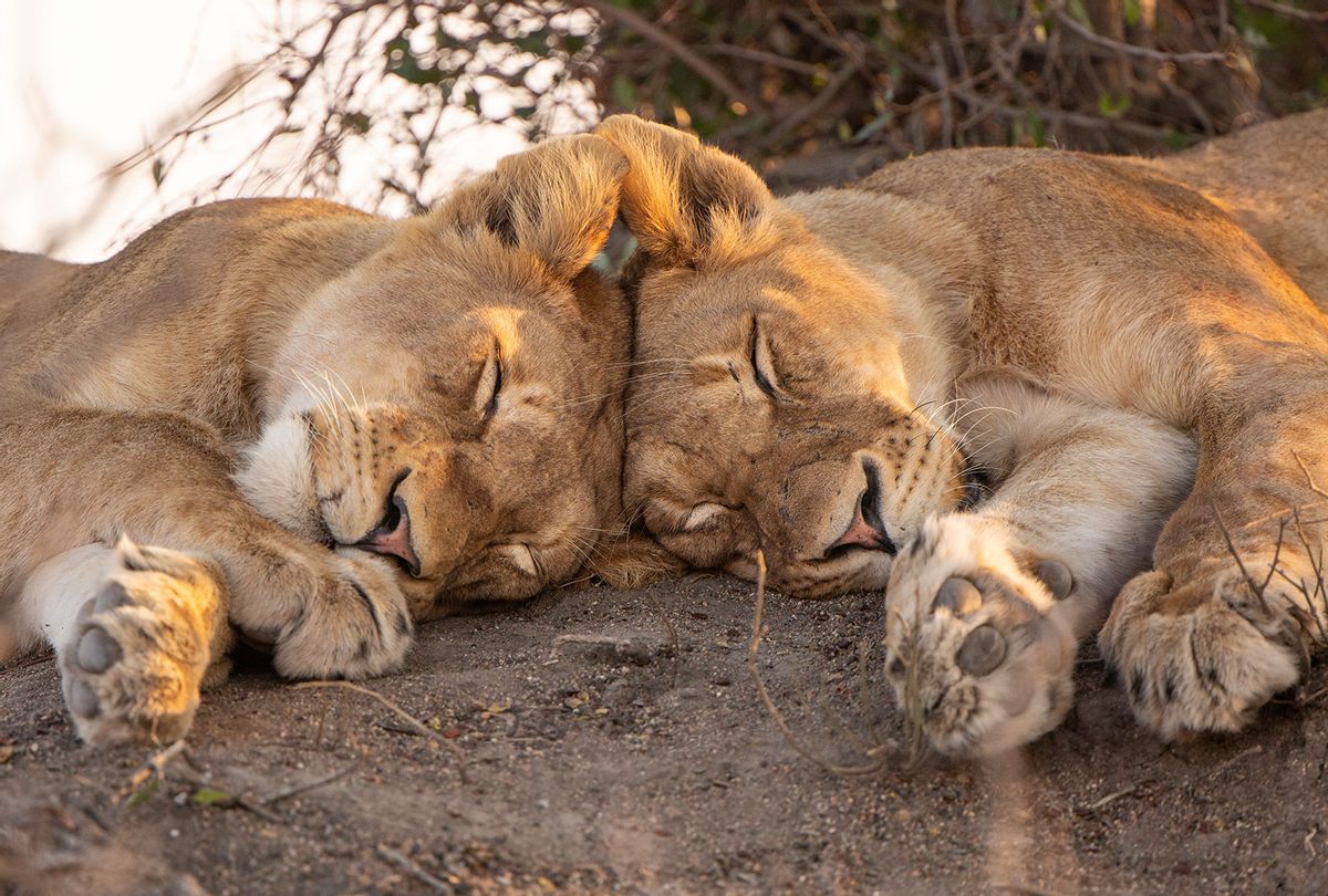Two lions asleep with their heads touching at the top and with ears touching in a cute and loving position (Getty Images/Gregory Sweeney)