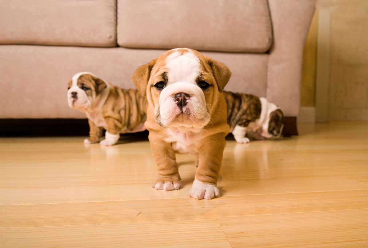 English bulldog puppies (Getty Images/Tanya Constantine)