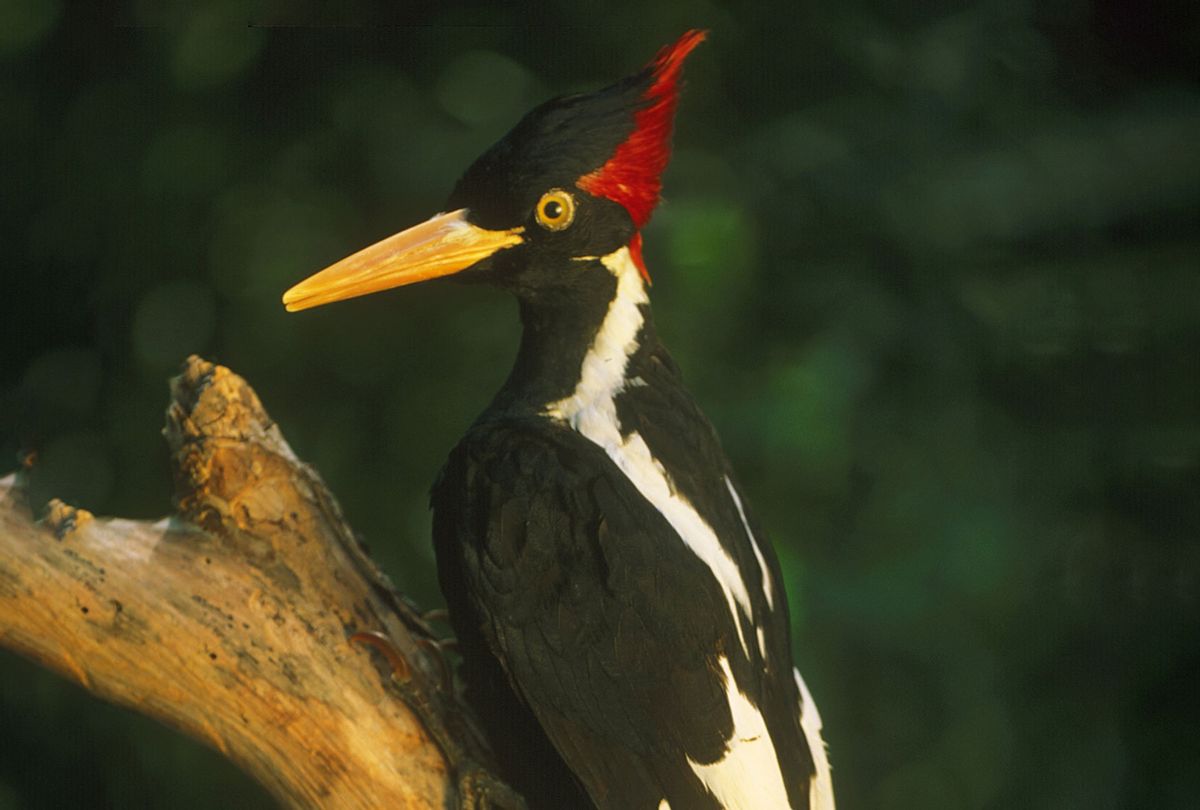 Ivory-billed woodpecker, Campephilus principalis, (aka "Lord God Bird") mounted specimen (Auscape/Universal Images Group via Getty Images)