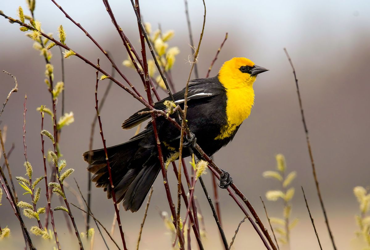 Yellow-Headed Blackbird (Getty Images/Brian Reinke)