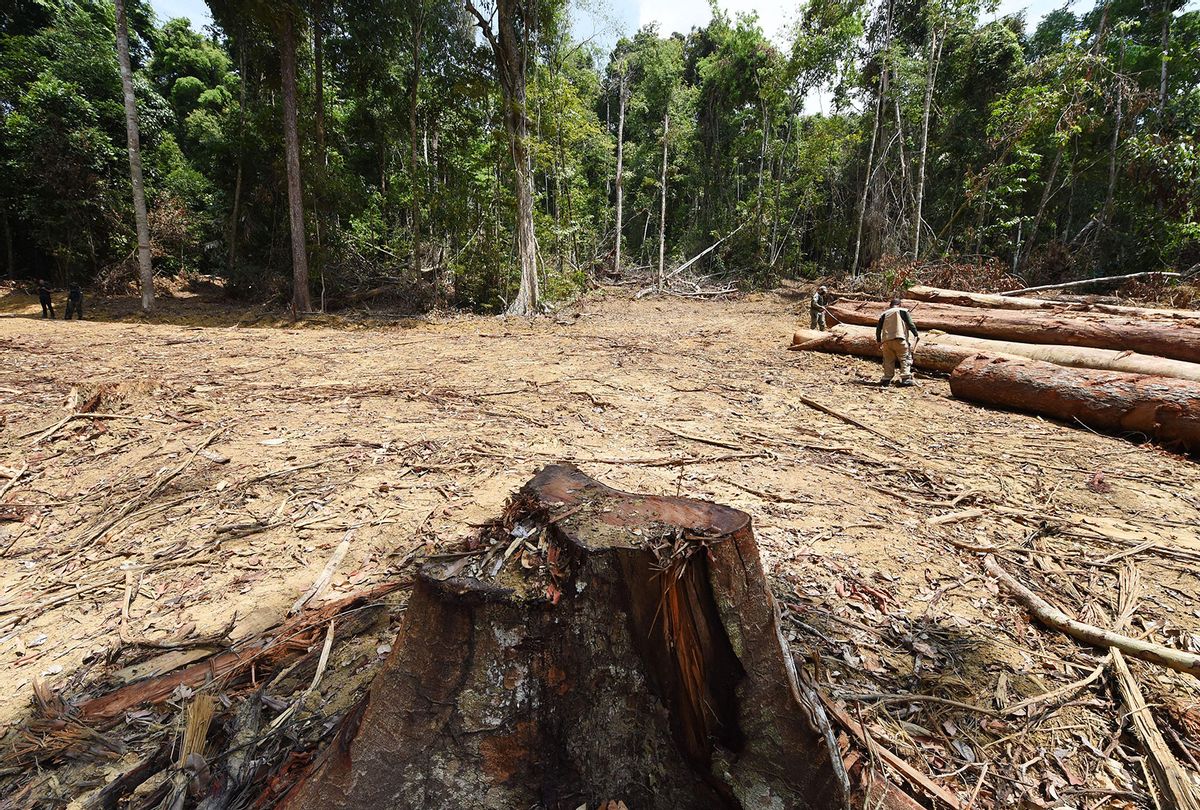 Officials from Para State, northern Brazil, inspect a deforested area in the Amazon rain forest during surveillance in the municipality of Pacaja, 620 km from the capital Belem, on September 22, 2021. (EVARISTO SA/AFP via Getty Images)