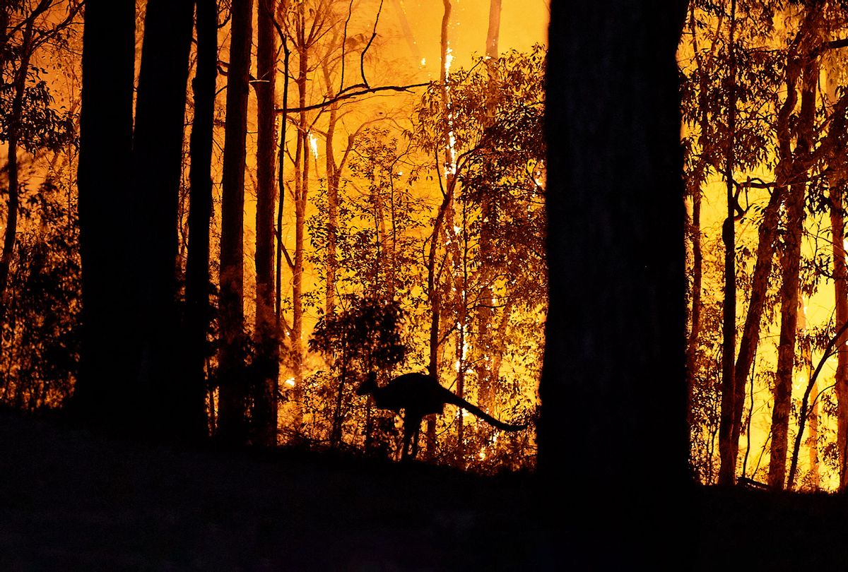 A kangaroo escapes the fire as the fire front approaches a property on November 15, 2019 in Colo Heights, Australia. (Brett Hemmings/Getty Images)