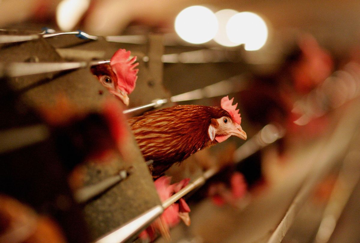 Hens sit in a chicken shed (Jamie McDonald/Getty Images)